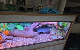 Python Snake reptiles for sale: Banana pastle royal python male and full set up - Image 4