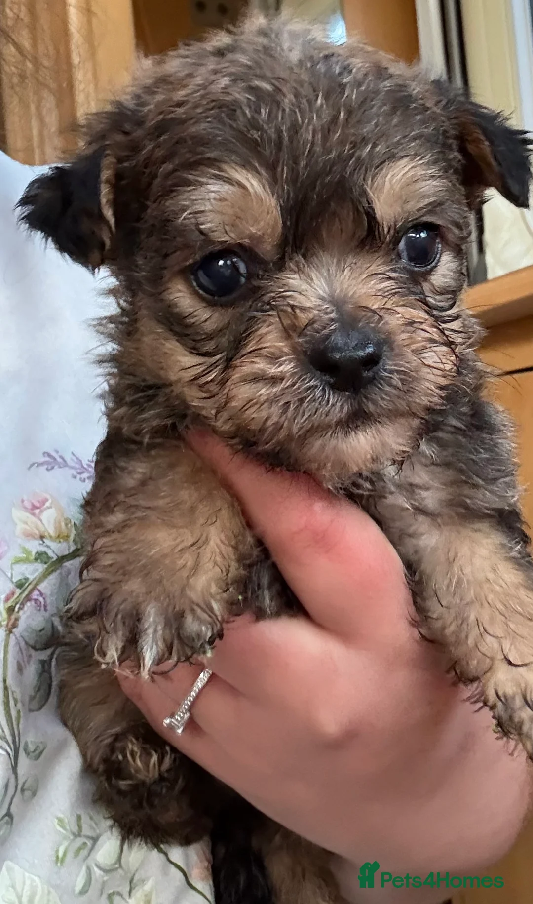 Yorkiepoo dogs for sale: 2 Yorkipoo puppies for sale  - Advert 2