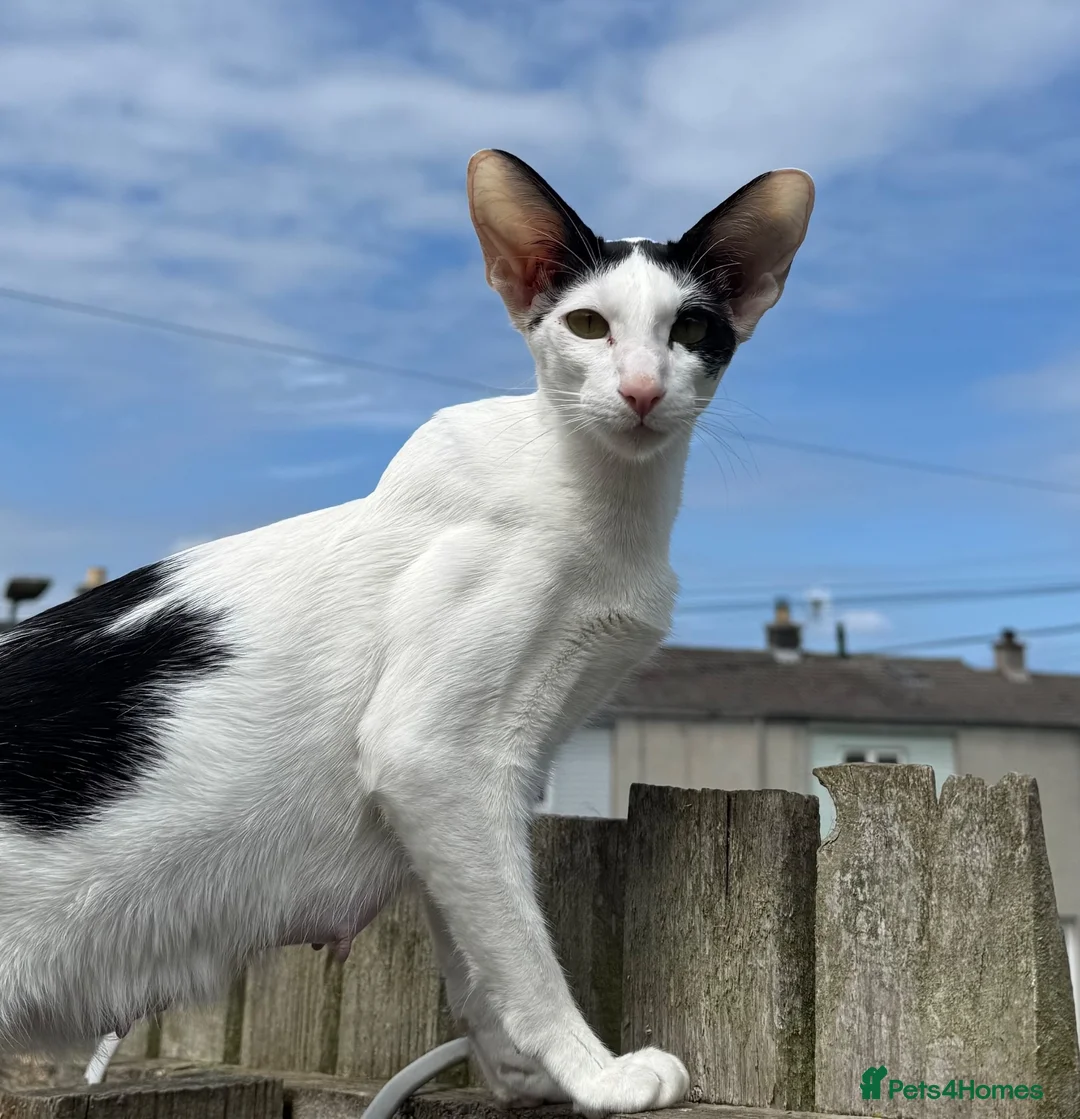 Mixed Breed cats for sale: Peterbald x Kittens in Dalkeith - Advert 21