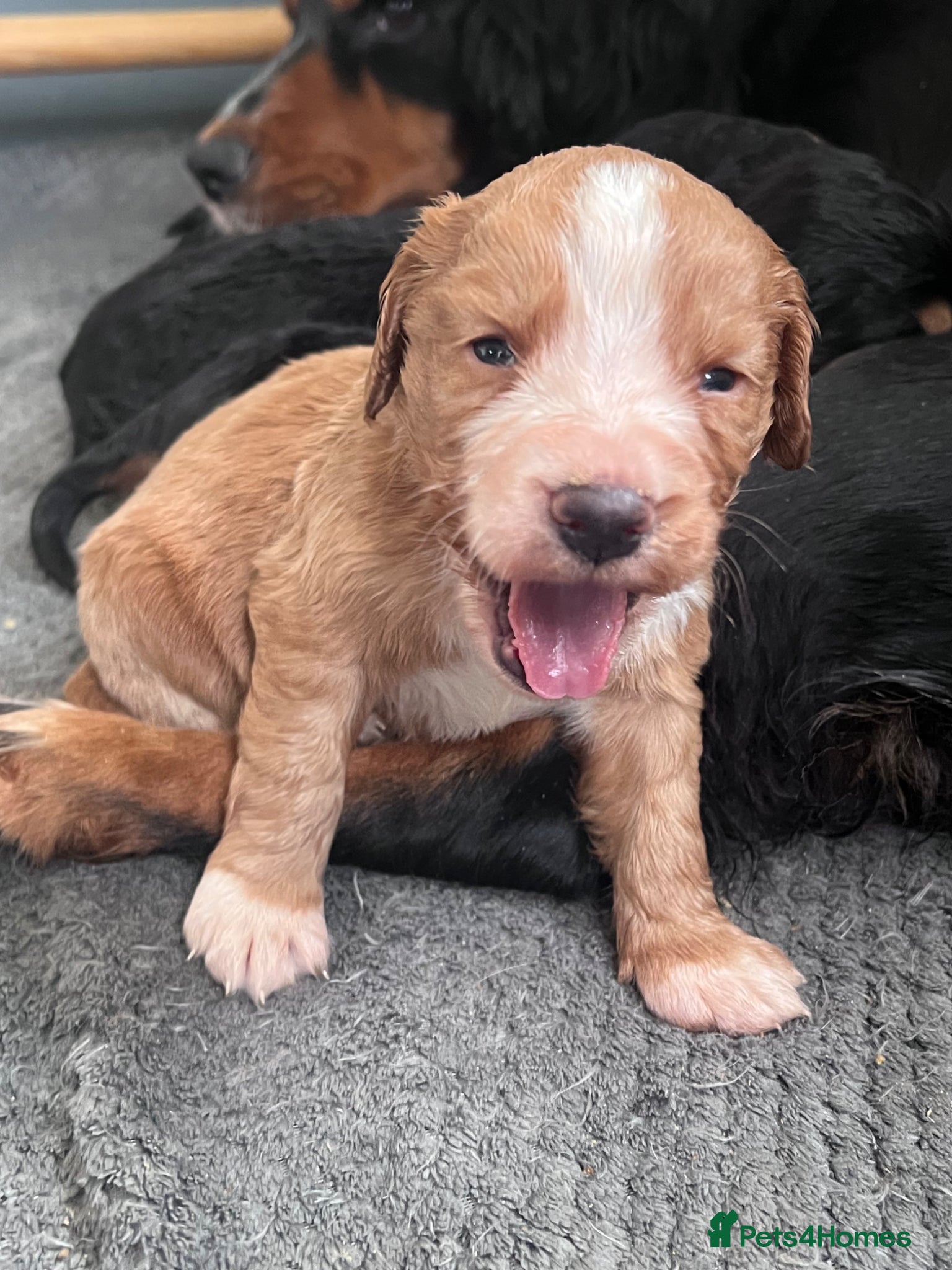 Cocker Spaniel dogs Female Golden KC cocker pup health tested parents - Advert 4