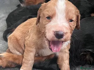 Cocker Spaniel dogs Female Golden KC cocker pup health tested parents - Advert 4