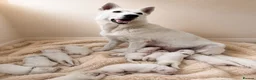 White Swiss Shepherd dogs for sale: KC White Swiss Shepherd puppies Champion Bloodline - Advert 3