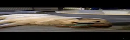 Golden Retriever dogs for sale: Seeking forever home - Advert 15