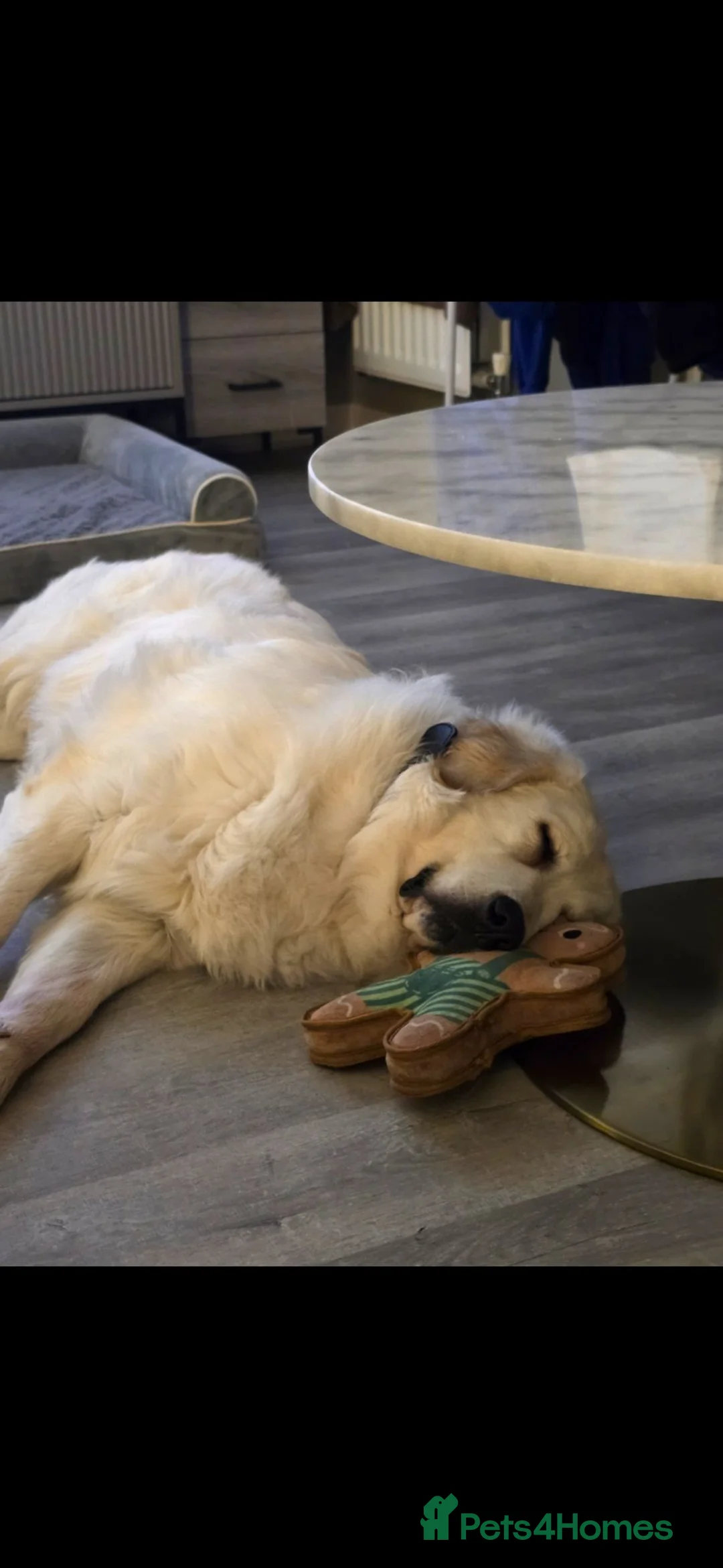 Golden Retriever dogs for sale: Seeking forever home - Advert 15