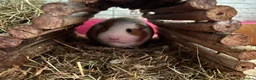 Guinea Pig rodents for sale: Guinea pigs with set up  - Advert 3