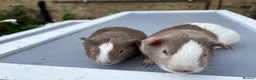 Guinea Pig rodents for sale: Guinea pigs ready now  - Advert 2