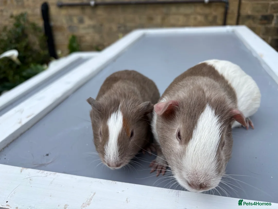 Guinea Pig rodents for sale: Guinea pigs ready now  - Advert 2
