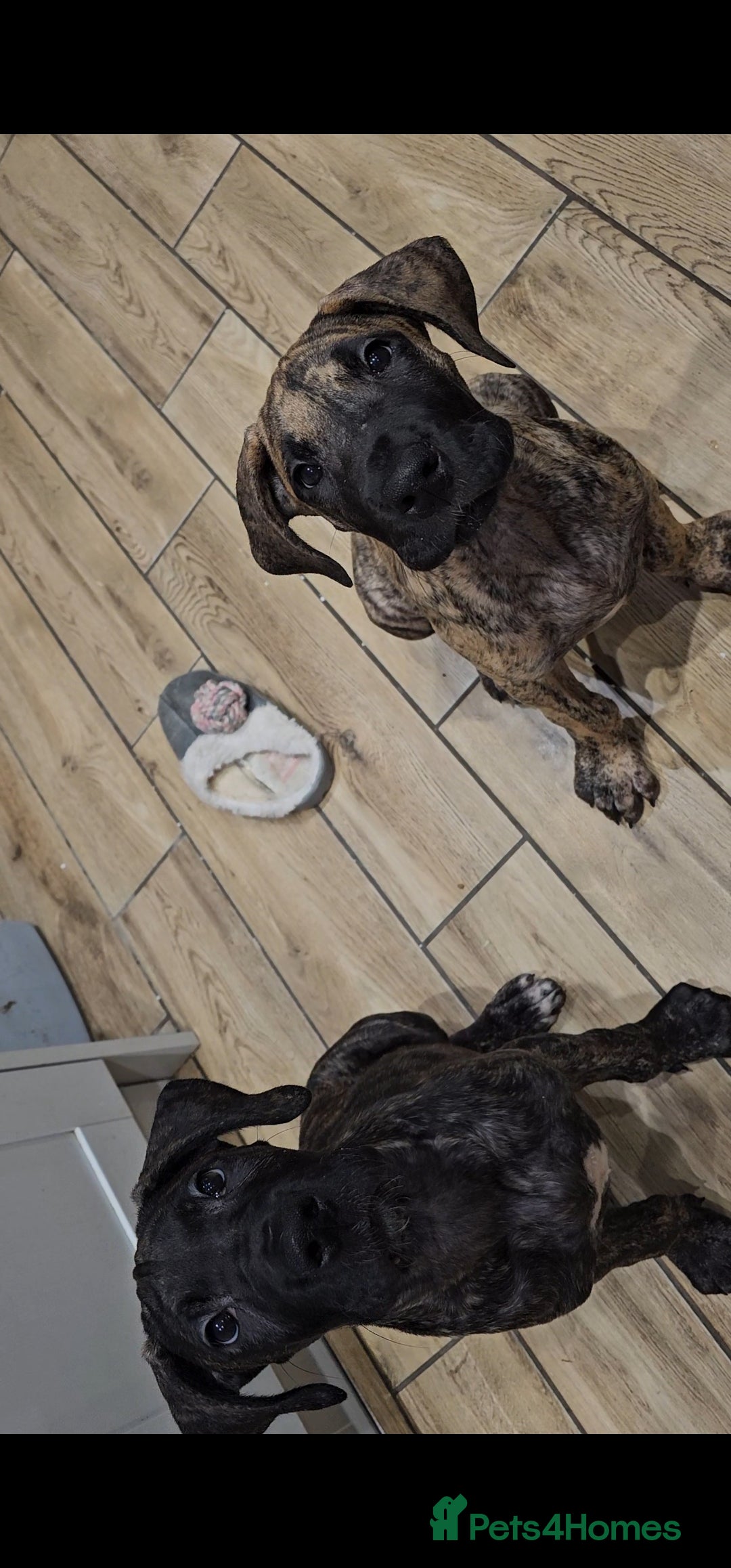 Great Dane dogs for sale: READY,FULLY VACC'D Stunning Brindle Great Dane Pup - Advert 2