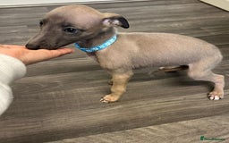 Whippet dogs for sale: Whippets for sale - Image 2