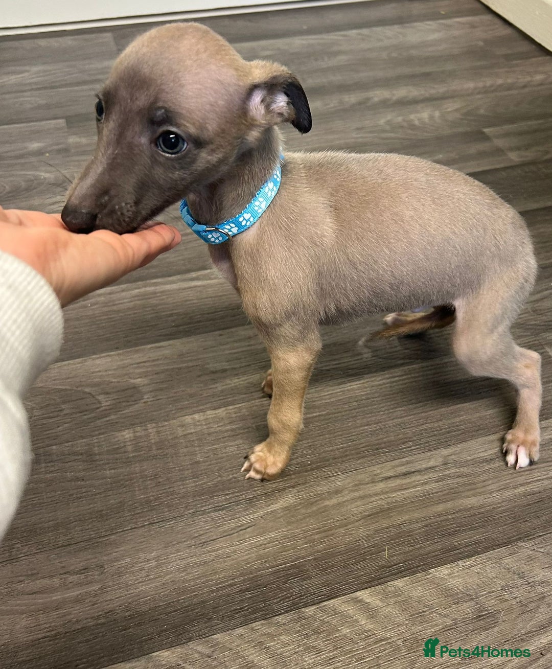 Whippet dogs for sale: Whippets for sale - Image 2