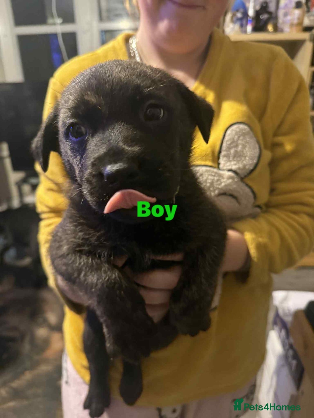 Mixed Breed dogs for sale: 6 week old staff x German pups  - Advert 5