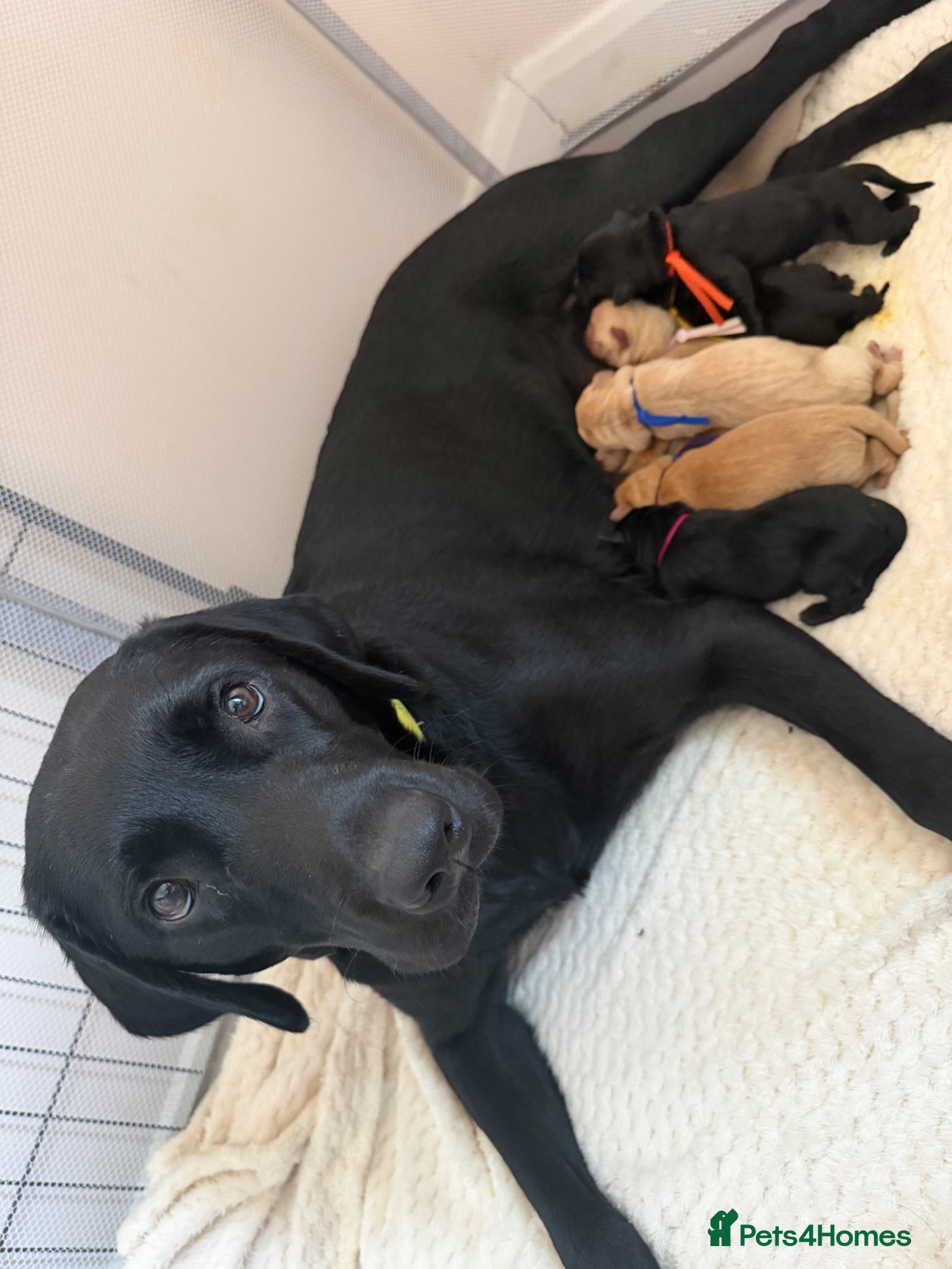 Labrador Retriever dogs Labrador Retrievers  - Advert 3