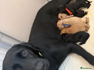 Labrador Retriever dogs Labrador Retrievers - Advert 1