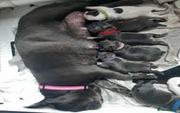 French Bulldog dogs for sale: French bulldog for sale  - Image 3