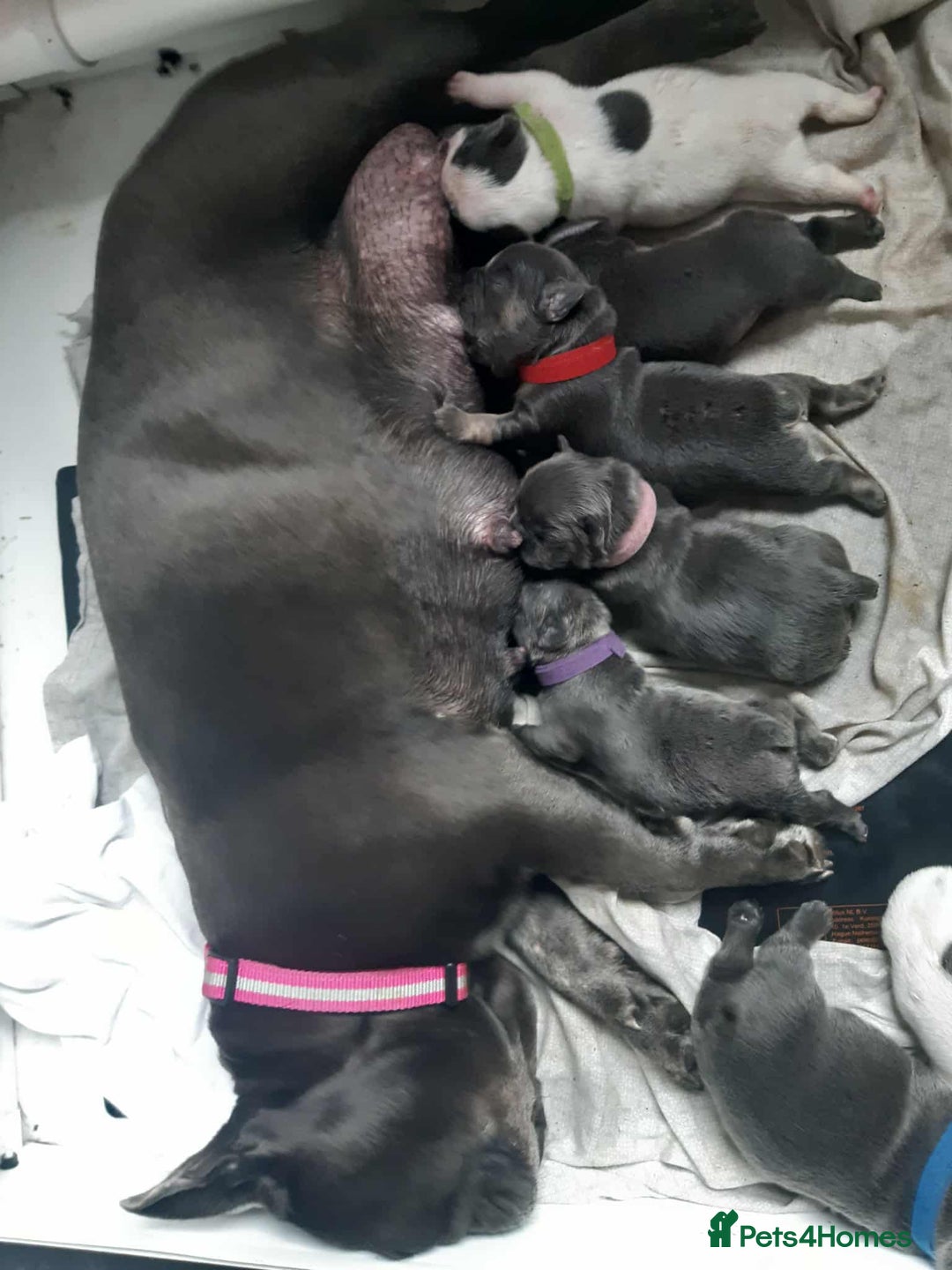 French Bulldog dogs for sale: French bulldog for sale  - Image 3