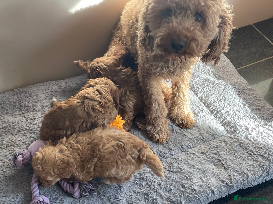 Cockapoo dogs for sale: Quality health tested F1bb Cockapoos  - Image 3