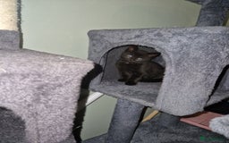 Mixed Breed cats for sale: Kittens - Image 9