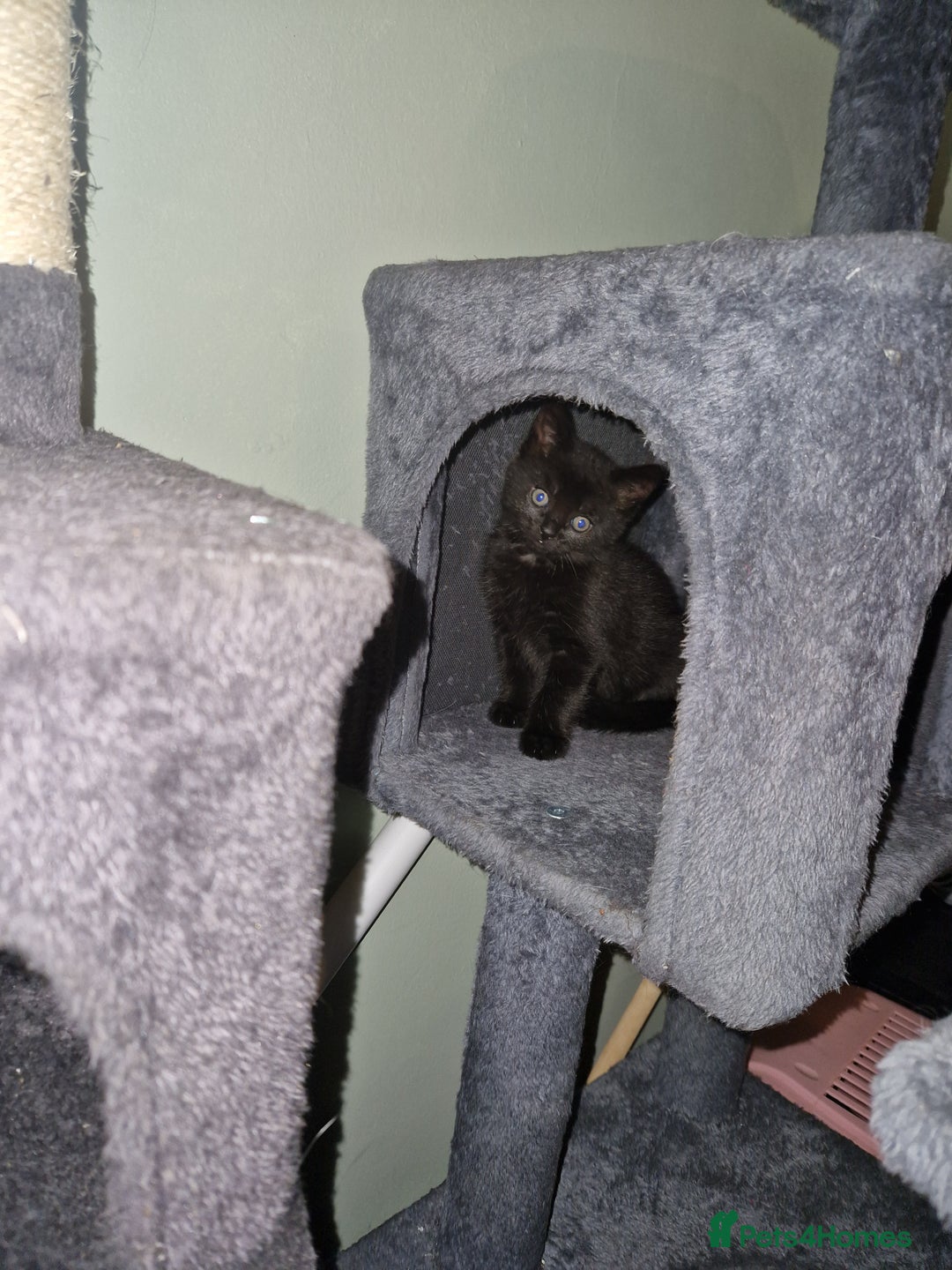 Mixed Breed cats for sale: Kittens - Image 9