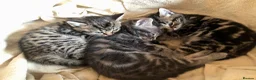 Mixed Breed cats for sale: 3 Bengal/Maincoon/Tabby kittens for loving home - Advert 20