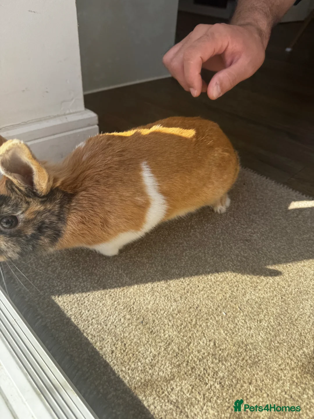 Mixed Breed rabbits for sale: Mixed bunny rabbit  - Advert 1
