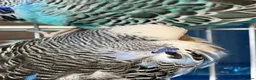Budgerigars birds for sale: 3 Beautiful Budgies with Cage & Accessories in Maidstone - Advert 4
