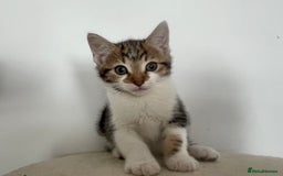 Mixed Breed cats for sale: Gorgeous tabby kittens are looking for new home  - Image 21