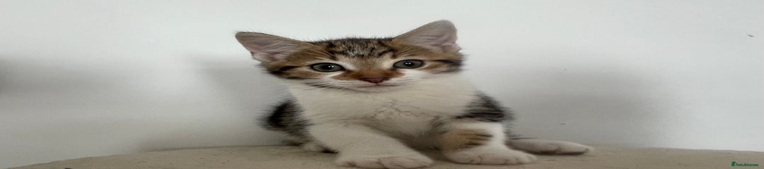 Mixed Breed Kitten 1
