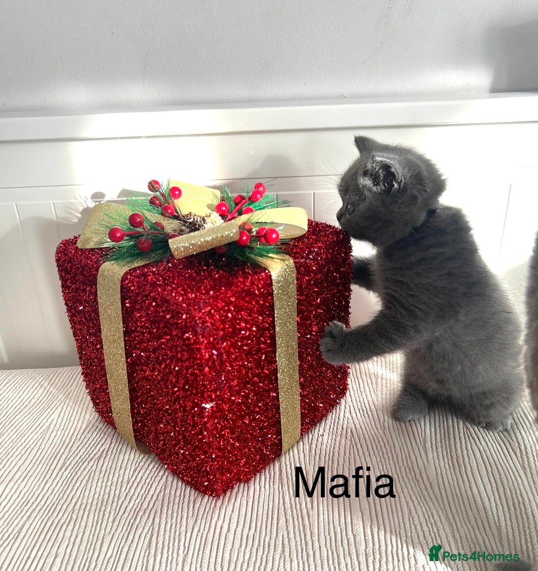 British Shorthair cats for sale: GCCF registered British Shorthair kittens  - Advert 15