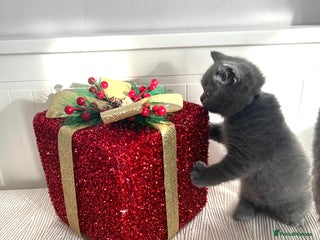 British Shorthair cats GCCF registered British Shorthair kittens - Advert 5