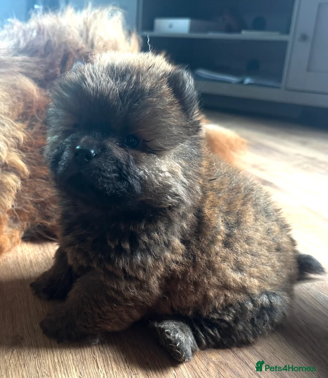 Chow Chow dogs for sale: Meet Ned - stunning red male  - Advert 2