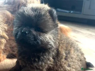 Chow Chow dogs Meet Ned - stunning red male - Advert 4