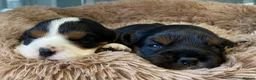 Cavalier King Charles Spaniel dogs for sale: 🐶 KC reg extensively health tested Cavalier 🐶  - Advert 7