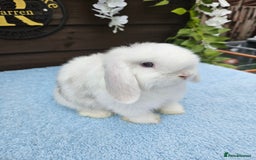 Mini Lop rabbits for sale: **Stunning Mini lop baby buck available** - Image 3