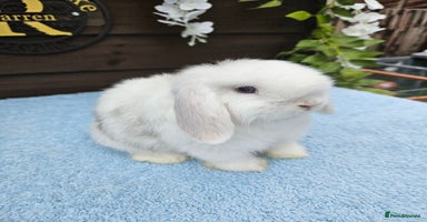 Mini Lop rabbits - Advert 10
