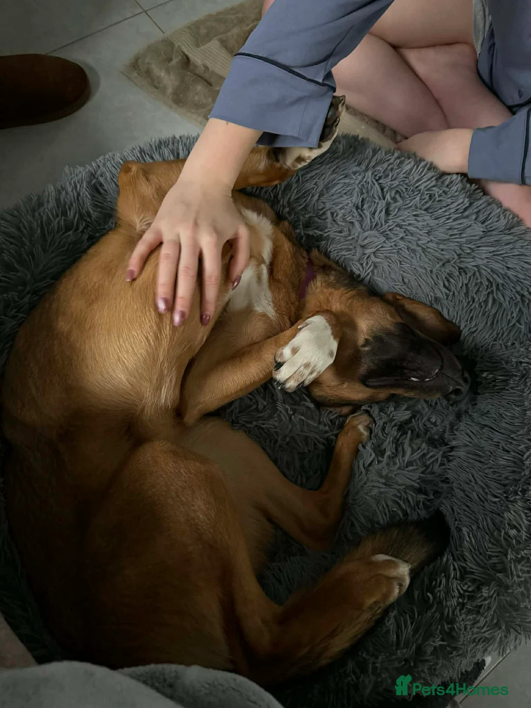 Mixed Breed dogs for adoption: Ira is looking for her forever home in Dunmow - Advert 2