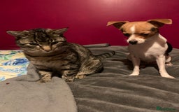 Bengal cats for sale: Cat looking for home  - Image 3