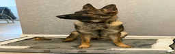 German Shepherd dogs for sale: German shepherd Czech working line  - Advert 16