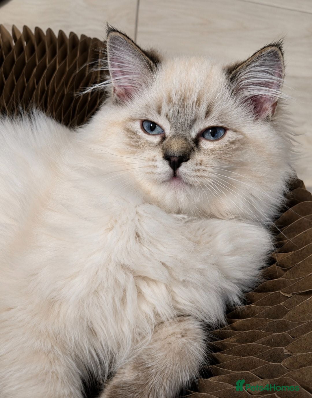 Ragdoll cats READY TO LEAVE - 2 Stunning TICA-Reg Ragdoll Boys - Advert 2