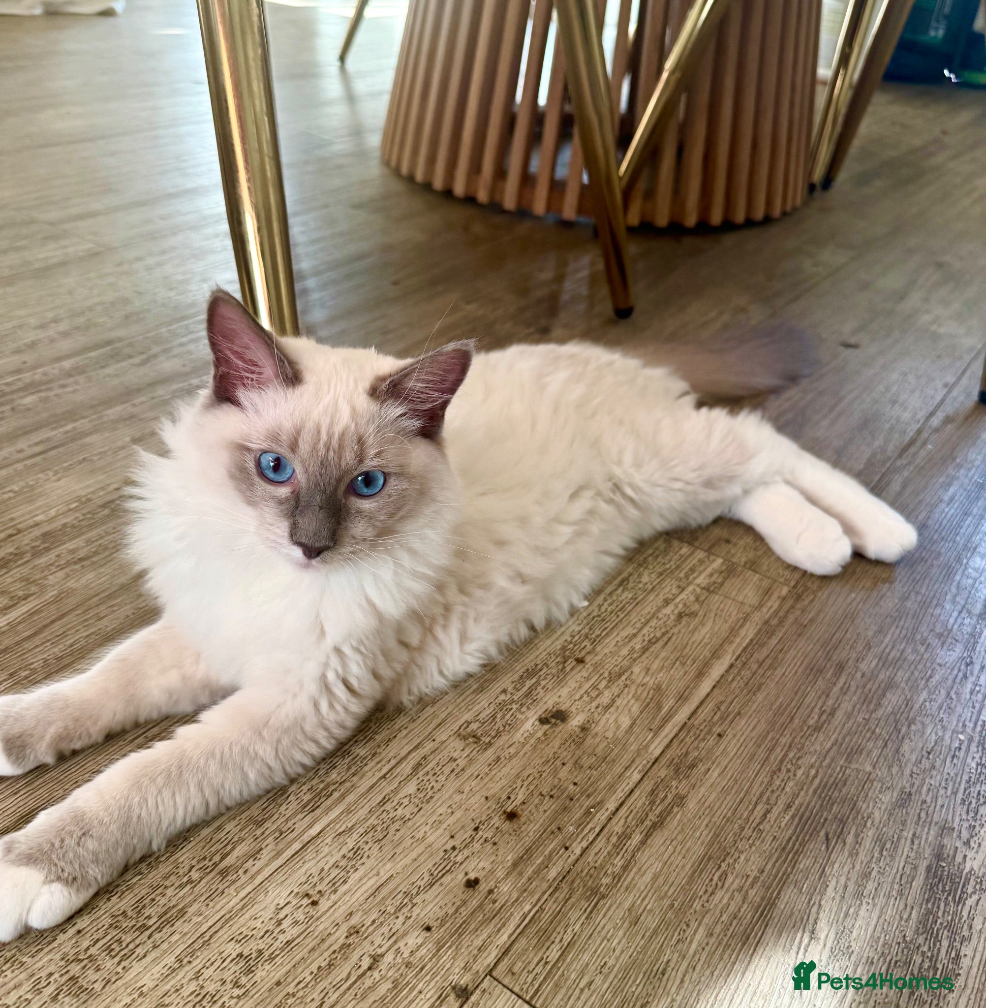 Ragdoll cats 🐾 Beautiful Ragdoll kittens Seeking Forever homes - Advert 2