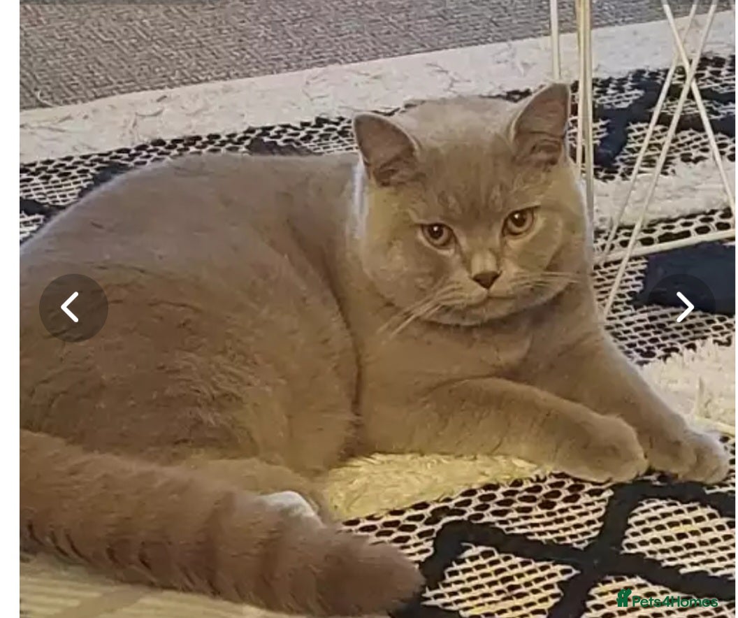British Shorthair cats GCCF& TICA  Active Registered Chubby lilac boy - Advert 5