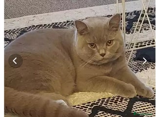 British Shorthair cats GCCF& TICA Active Registered Chubby lilac boy - Advert 13