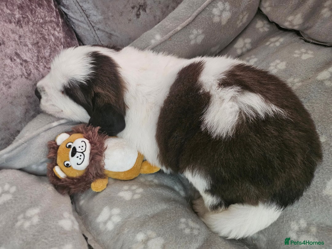 Saint Bernard dogs for sale: 🐾Saint Bernard Puppies🐾 - Image 10