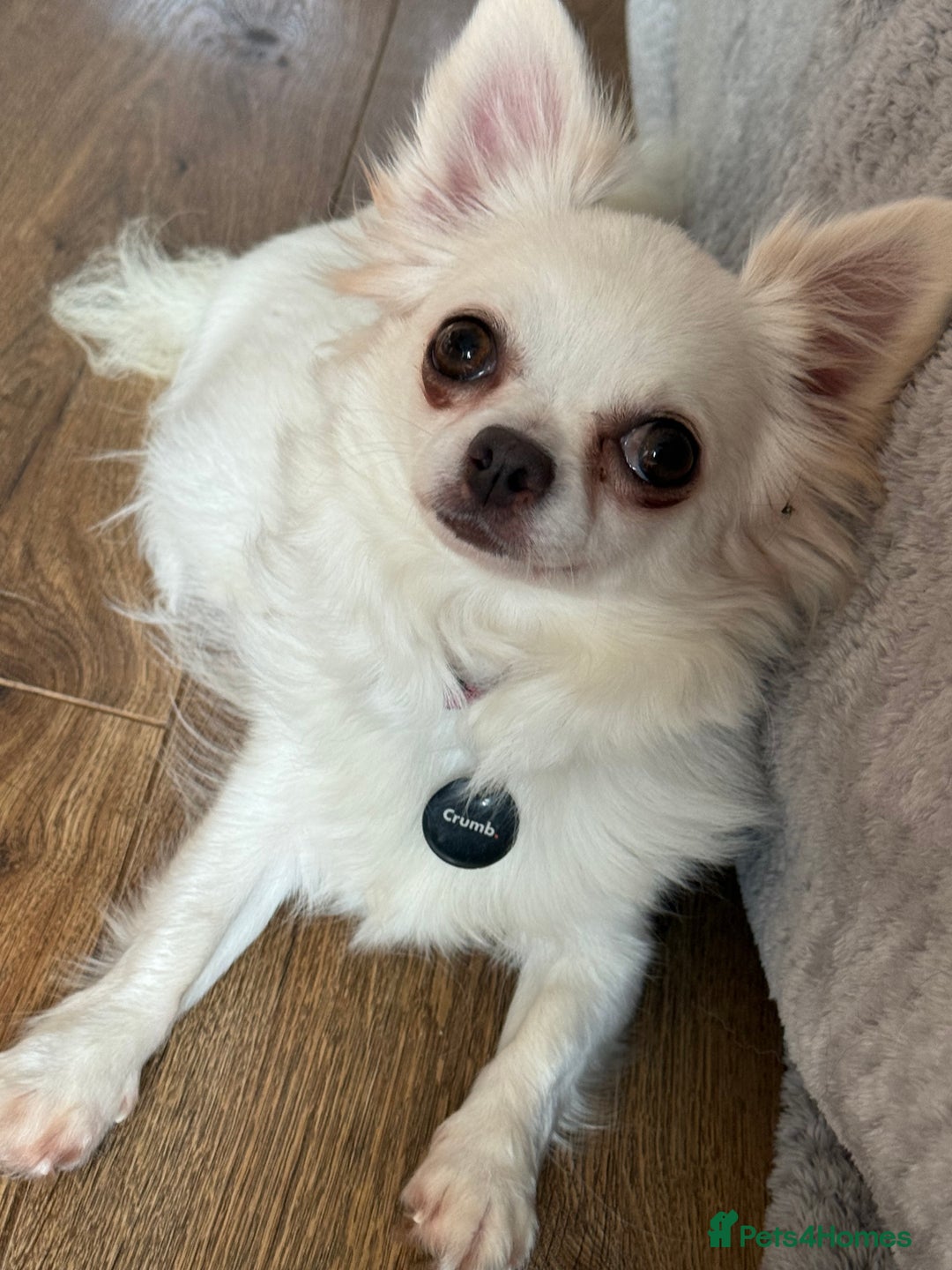 Chihuahua dogs for sale: Last show quality KC long coat Boy  - Advert 15