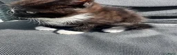 Mixed Breed cats for sale: Mainecoon cross. Mum full mainecoon pedigree - Advert 4