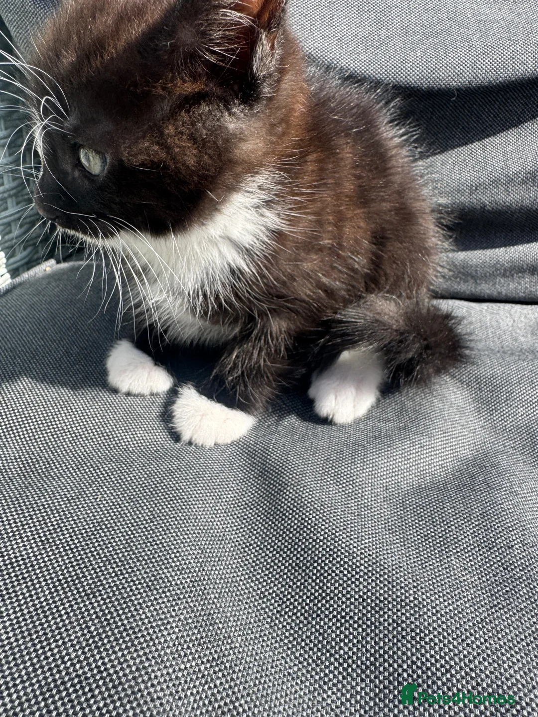 Mixed Breed cats for sale: Mainecoon cross. Mum full mainecoon pedigree - Advert 4