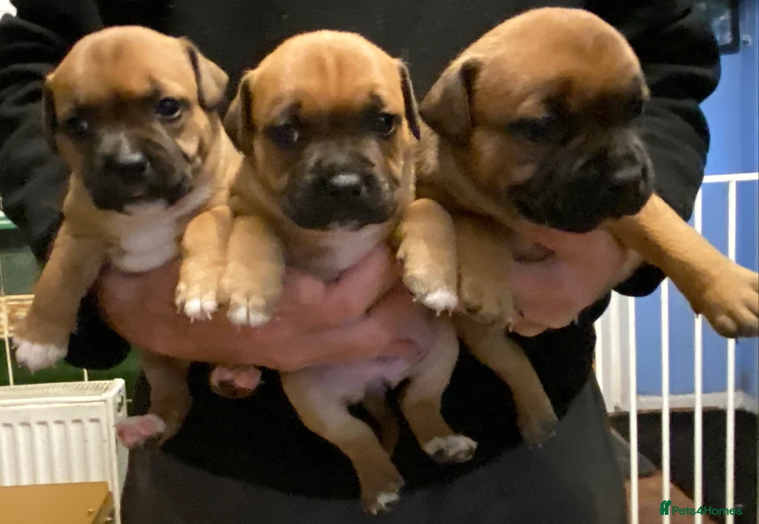 Staffordshire Bull Terrier dogs for stud: Stunning Red Staff For Stud  - Advert 8