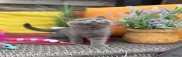 British Shorthair cats for sale: British Shorthairs**READY NOW** - Advert 26