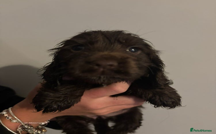 Cocker Spaniel dogs - Advert 8