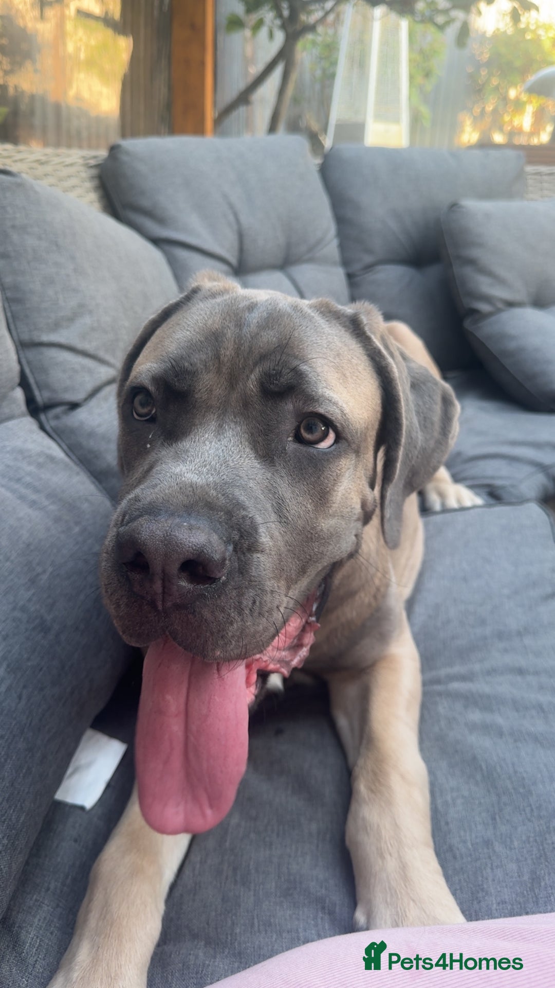 Cane Corso dogs for sale: Male Cane Corso - Image 7