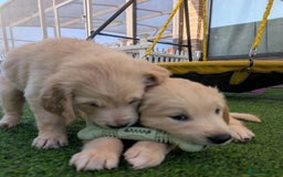 Golden Retriever dogs for sale: Golden Retriever puppies  - Image 2